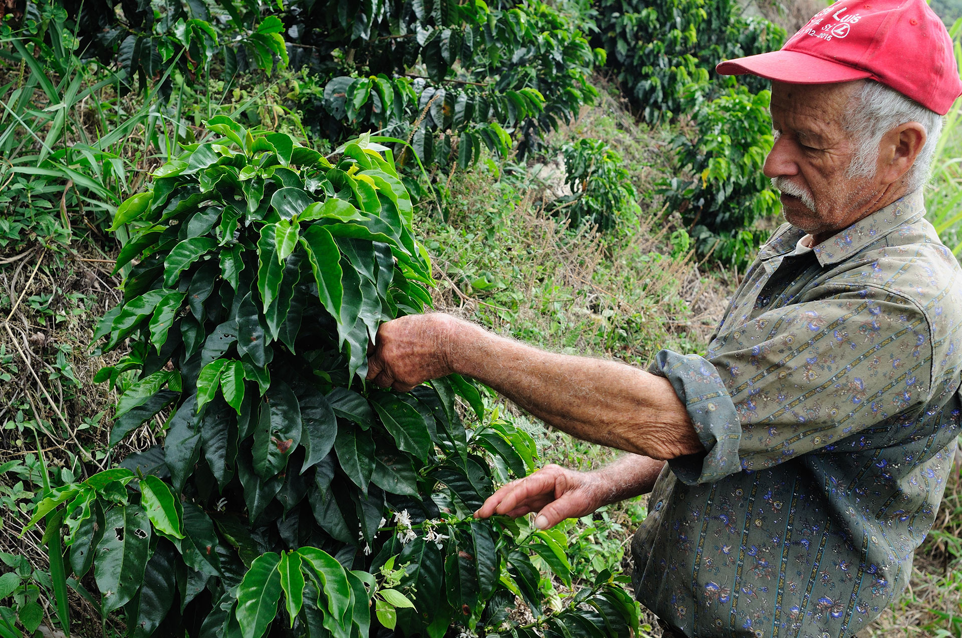 Learn the traditional wet Colombian method of coffee processing ...