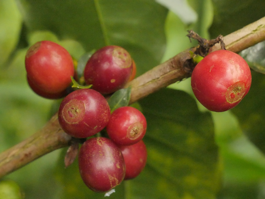 What is GEISHA Speciality Coffee? Specialty Colombian Coffee News