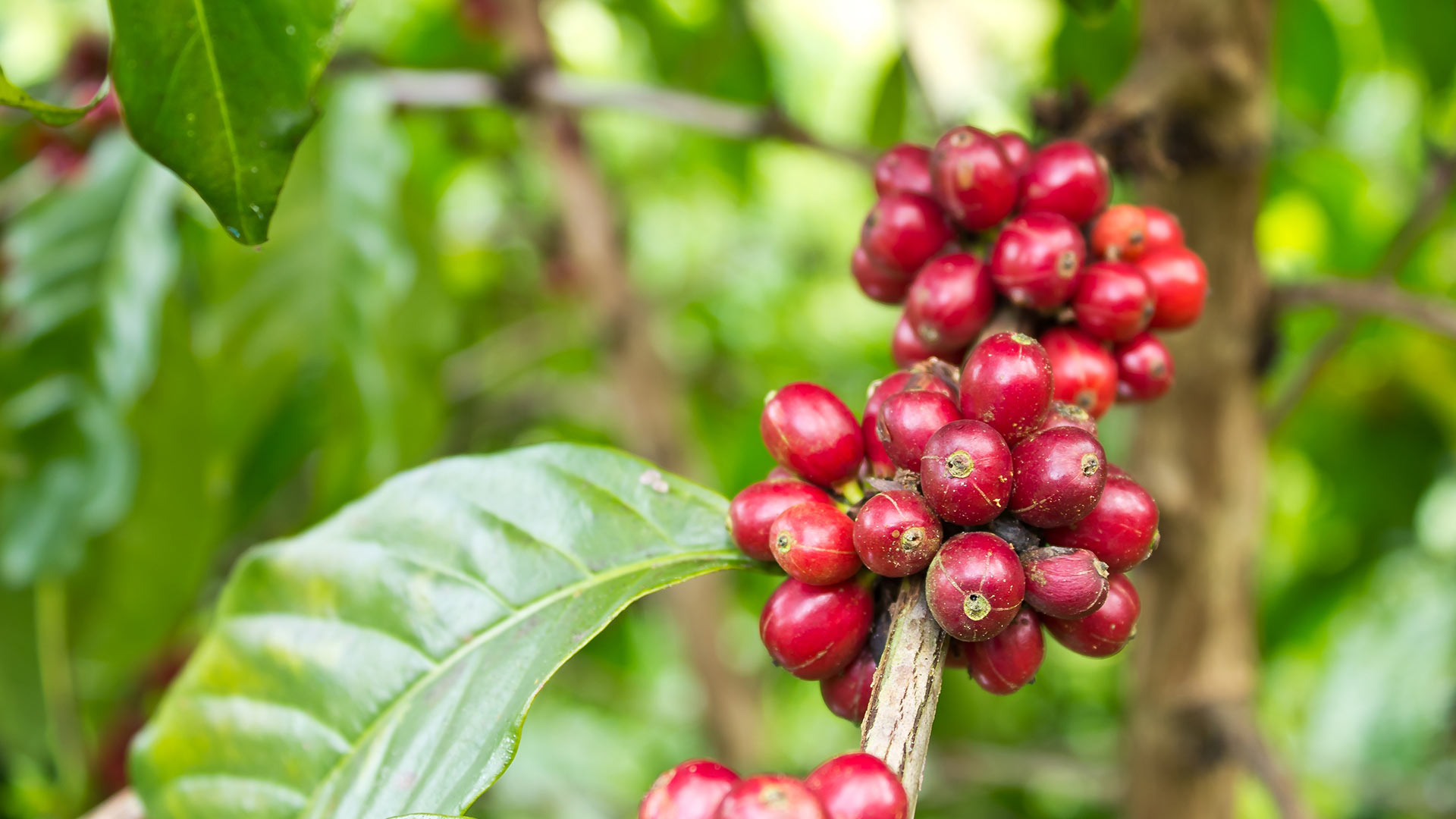 Coffee Harvesting 